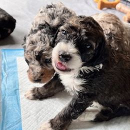 Aussiedoodle Puppies from Nottingham Aussiedoodles