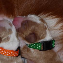 Cavalier King Charles Spaniel Puppies from Streffield Cavaliers