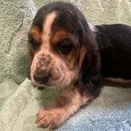 Girl 1 - Black white and brown female Basset Hound puppy in Falls City, Nebraska from Bassett Hounds & Labradors