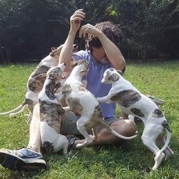 Havanese and Whippets from Alerek whippets and Havanese