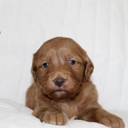 Goldendoodle Puppies from Silver Barn Doodles