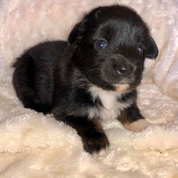 Miniature Australian Shepherd and Toy Australian Shepherd Puppies from Gamel’s Ausome Aussies