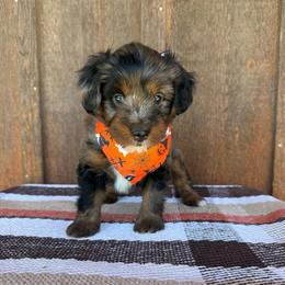 Tiger - Blue merle female Aussiedoodle puppy in Eastland, Texas from H5 Mini Doodles