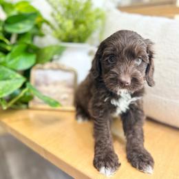 Oakley - Chocolate male Australian Labradoodle puppy in Palmdale, California from Heavenly Doodles