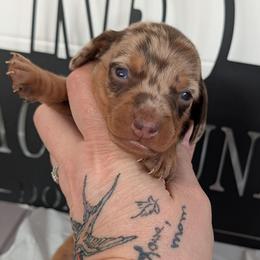 Jessa - Dapple female Dachshund puppy in Barnard, Missouri from KB Doxies