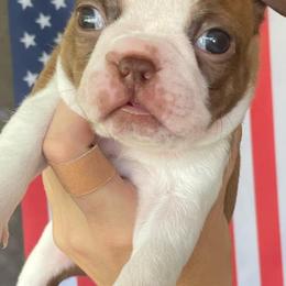 Boston Terriers from Autumn's Bostons
