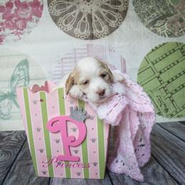 Cockapoo and Goldendoodle Puppies from Capital Doodles