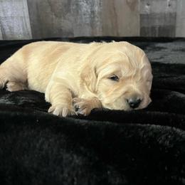 Daintree - Golden female Golden Retriever puppy in Adair, Oklahoma from Rejoice Retrievers