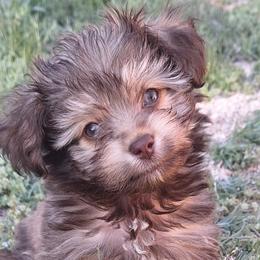 Future - Chocolate male Havanese puppy in Arizona from HavaDoggie