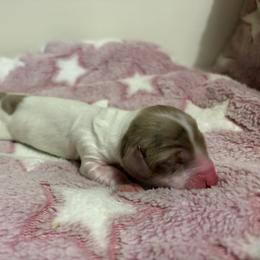 Stella - Piebald female Dachshund puppy in Miami, Florida from Haus Ernand Dachshunds