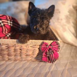 Scottish Terrier Puppies from Schulte's  Scottish Terriers