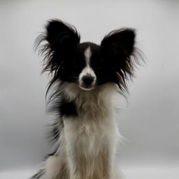 IV - Papillon