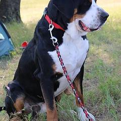 Greater Swiss Mountain Dogs from Silver Oak Swissies