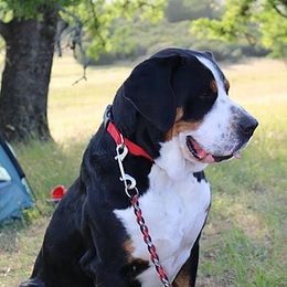 Greater Swiss Mountain Dogs from Silver Oak Swissies