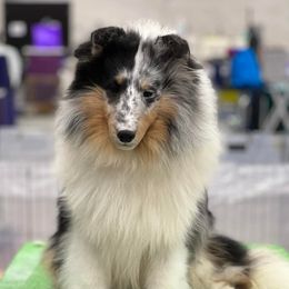 Shetland Sheepdogs from Akadia Shelties