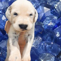Sapphire - White and black male Dalmatian puppy in Bremen, Georgia from Clark’s Dalmatians