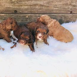 Cavapoos and Cockapoos from Columbia River Cockapoos