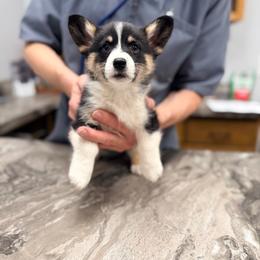 Arctic Fox - Black and tan female Pembroke Welsh Corgi puppy in Ashland, Ohio from SS Australian Shepherds