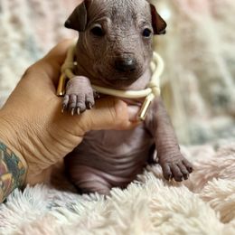 Chente - Slate male Xoloitzcuintli puppy in Victorville, California from Elegancia Vintage Xoloitzcuintle