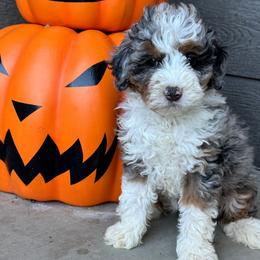 Meadow - Blue merle female Bernedoodle puppy in Horseshoe Bend, Idaho from Over the Moon Poodles and Doodles