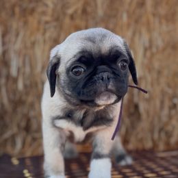Autumn AKC Fawn Female - Pug puppy from Broken Road Ranch