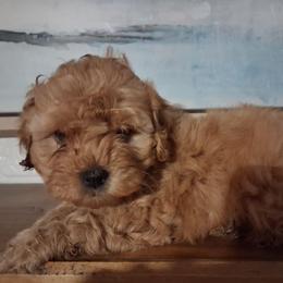 Woody F1b - Red male Cavapoo puppy in Centerton, Arkansas from Velvet Paws Cavapoos