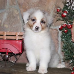 Bmf3 - Blue merle female Australian Shepherd puppy in Chehalis, Washington from Wandering Acres Ranch