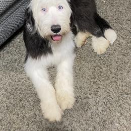 Old English Sheepdog Puppies from Heavinly Blessings Farm Pups - Old English Sheepdog Puppies