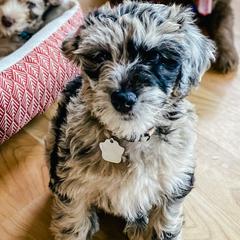 Bernedoodles, Goldendoodles, and Whoodles from Fleury Farm Doodles NC