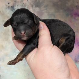 Boy 2 - Black and tan male Cavapoo puppy in Coshocton, Ohio from Forever Family Puppies