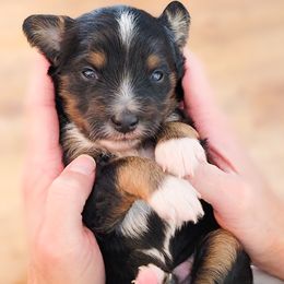Aussiedoodle and Australian Shepherd Puppies from Western Doodles Utah