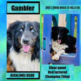 Gambler - Australian Shepherd