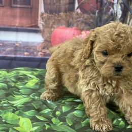 Sarah - Red female Cavapoo puppy in Yellville, Arkansas from Ozark Mountain Doodles & Pugs