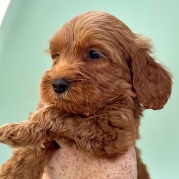 Boy 5 - Red male Australian Labradoodle puppy in Waco, Texas from RainPuddle's Labradoodles