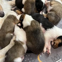 Collie Puppies from Jolly Collies