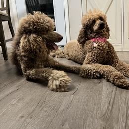 Scooby - Poodle
