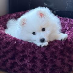 Kevin - White male American Eskimo Dog puppy in Duluth, Minnesota from Highland American Eskimo Dogs