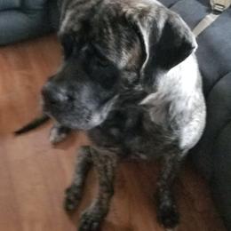 Mastiffs from Theresa's Mastiffs