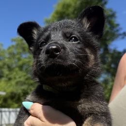 Black and Tan Girl - Black and tan female German Shepherd puppy in Jacksonville, Florida from El Dorado