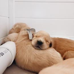 Golden Retriever Puppies from Gillit Family Goldens of NTX