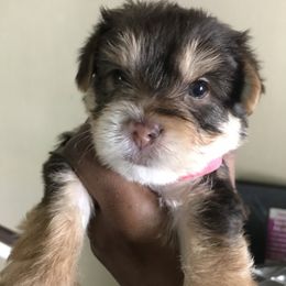 Yorkshire Terrier Puppies from FiFi-s Pups
