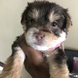 Yorkshire Terrier Puppies from FiFi-s Pups