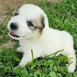 OFA Health Tested PINK - White and badger female Great Pyrenees puppy in Lynchburg, Tennessee from Flashlight Farmers AKC Great Pyrenees