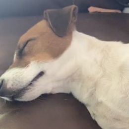 Russell Terriers from Geyliana's Russell Terriers