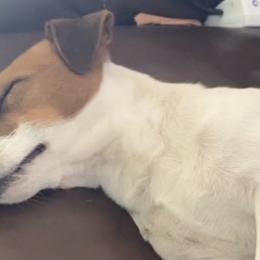 Russell Terriers from Geyliana's Russell Terriers