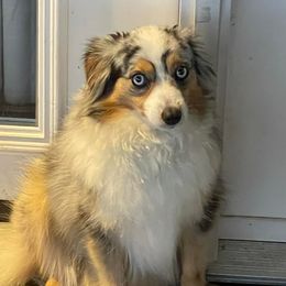 Miniature Australian Shepherds from Southern Aussies
