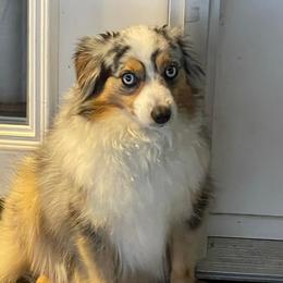 Miniature Australian Shepherds from Southern Aussies