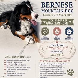 Bernese Mountain Dog - Utah residents only - Guardian Home Opportunity - Tri-color female Bernedoodle puppy in Herriman, Utah from Gypsi Doodles & Poodles LLC.