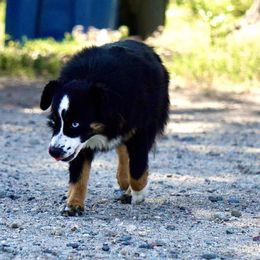 Sassy - Toy Australian Shepherd