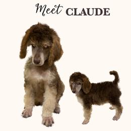 CLAUDE - Brown male Poodle puppy in Charlo, Montana from Heavenly Hilltop Farm